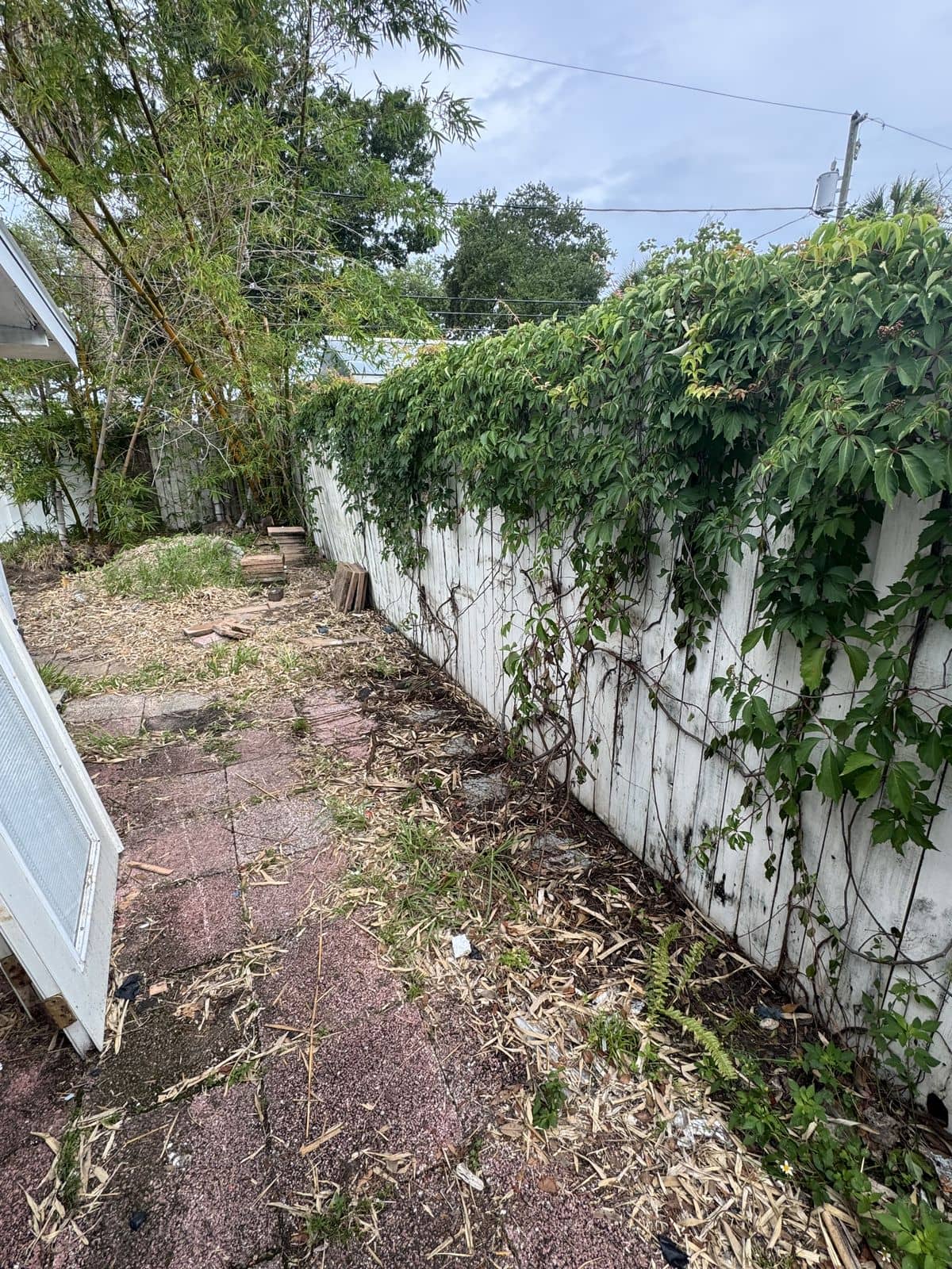 Before photo of a side yard fence line buried under thick vines and overgrown brush.