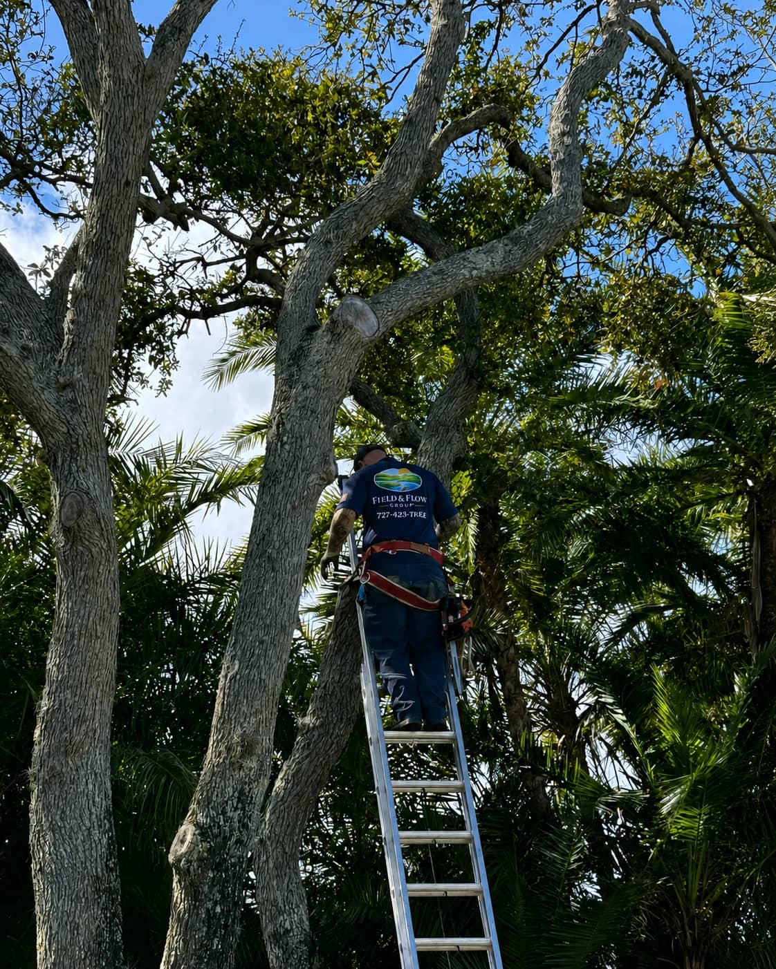 Tree trimming work in progress with a crew member working beside trimmed branches.